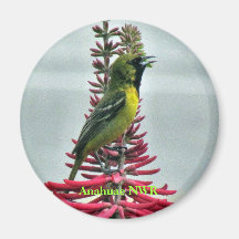 Oriole Song Fridge Magnet