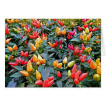 Ornamental Peppers Note Card