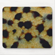 Ornate pattern of a Galapagos starfish Mouse Pad