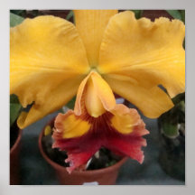 Orquídea amarela posters