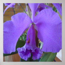 Orquídia Pôsteres