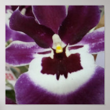 Orquídia Real Posters