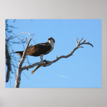 Osprey eating fish Poster