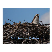 Osprey in Nest postcard
