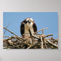 Osprey the bird of prey, sitting on here nest read posters