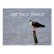 Osprey with Fish postcard