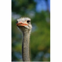 Ostrich Photo Sculptures