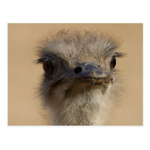 Ostrich Postcard