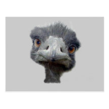 Ostrich Postcard