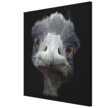 Ostrich Wrapped Canvas 24x24" Stretched Canvas Prints