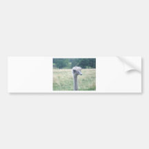 ostrichhead.JPG Bumper Sticker