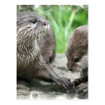 Otter Habitat Postcards