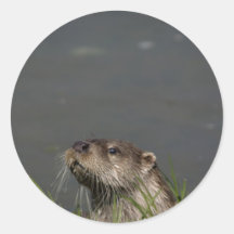 Otter Stickers