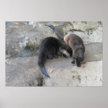 Otters Posters