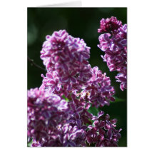Outlined Lilacs Card