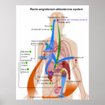 Overview Chart of the Renin-Angiotensin System Print