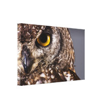 Owl Eye Canvas Print
