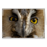 Owl Eyes Cards