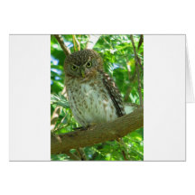 OWL GREETING CARD