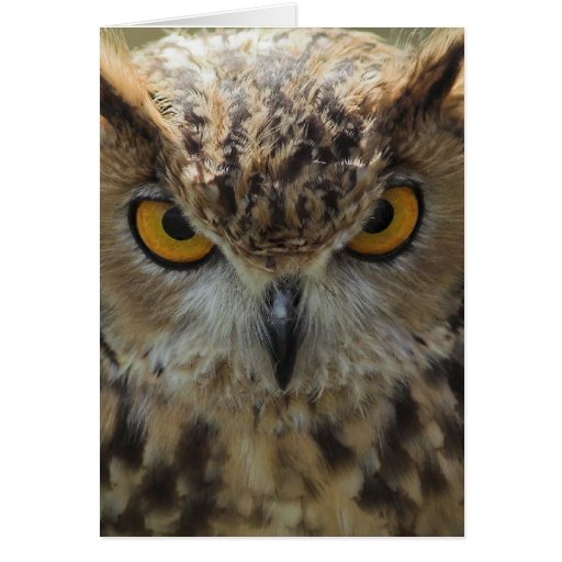 Owl Photo Greeting Card