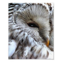 OWLS PHOTO PRINT