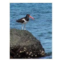 Oystercatcher Shorebird Postcard