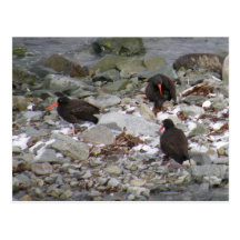 Oystercatchers on the Shore, Unalaska Island Postcards