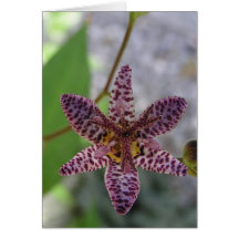 P1010646_2 GREETING CARDS