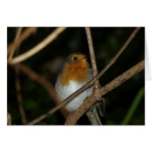 PA050117robin red breast Cards