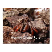 PA126314_1594 copy, Hermit Crabs Rule! Post Cards