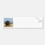 Pachyderm Bumper Sticker