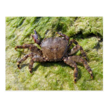 Pachygrapsus marmoratus (female) postcard