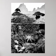 Pacific Intertidal Print