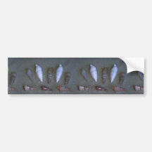 Pacific shells Shell Bumper Sticker