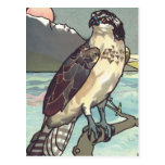 Paint By Number Hawk Postcard