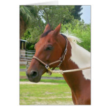 Paint Horse Card