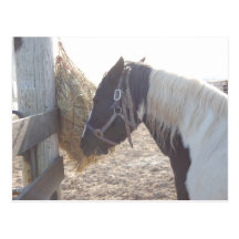 Paint Horse/Pinto Postcards