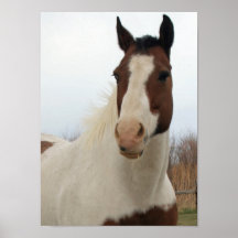 Paint horse print