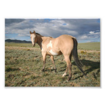 Paint Horse Under Big Sky Photograph