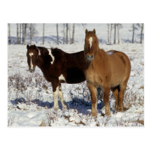 Paint Horses in the Snow Post Card