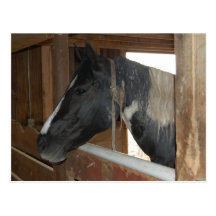 Paint/Pinto Horse Postcard