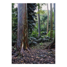 Painted bark eucalyptus, Maui, Hawaii Invite