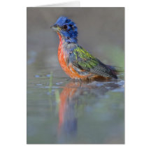 Painted Bunting Greeting Cards