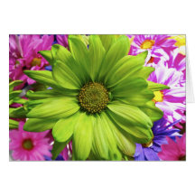 Painted Daisies Greeting Cards