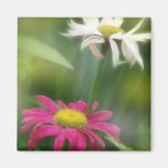 Painted Daisies In Dappled Sunlight Refrigerator Magnets