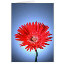 Painted Daisy Card
