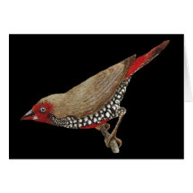 Painted Finch - Emblema pictum Cards