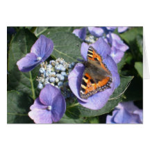 Painted Lady Butterfly 1 Greeting Card