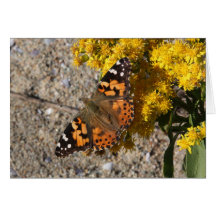 Painted Lady butterfly Cards