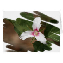 Painted Trillium Card